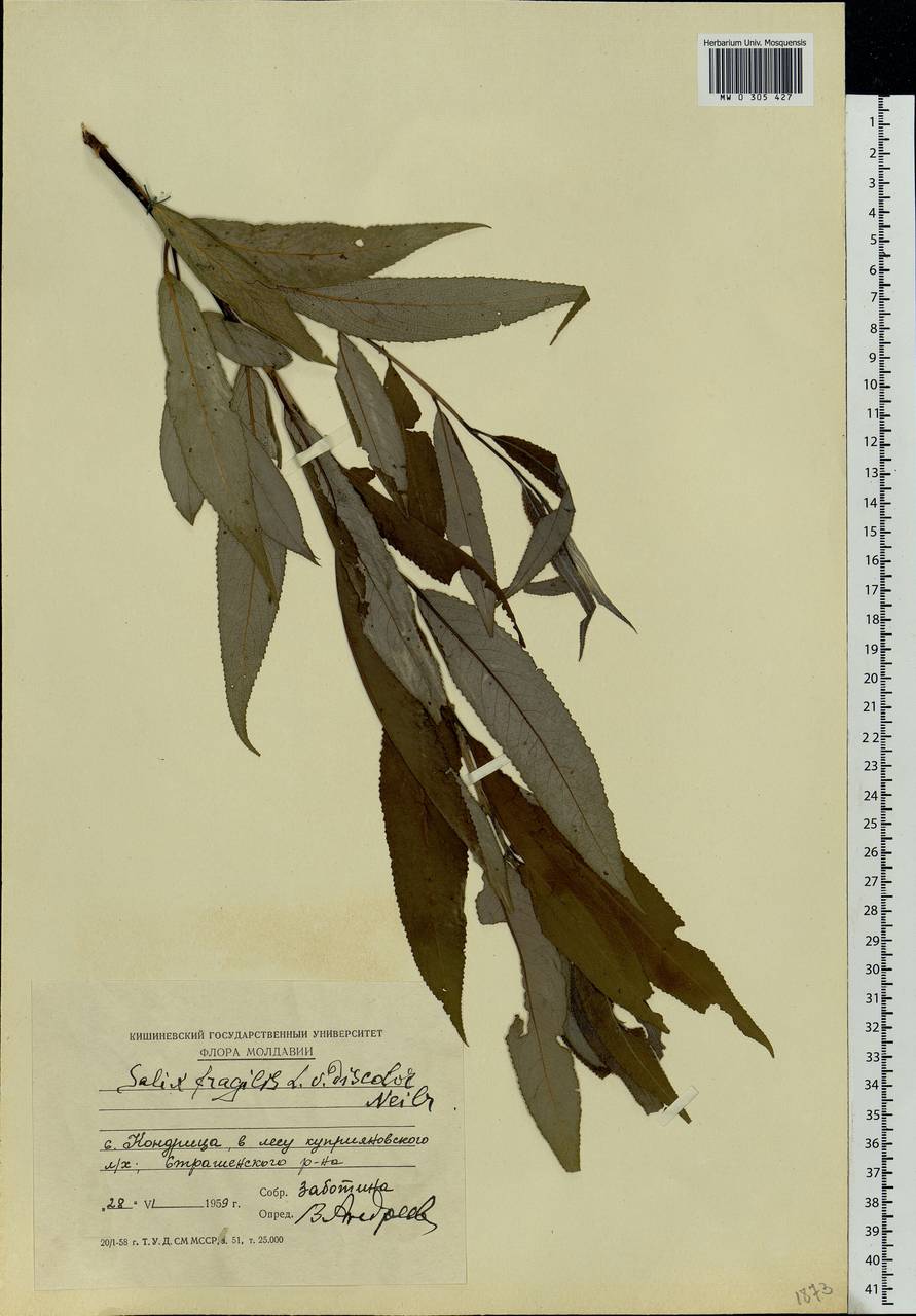 Salix fragilis L., Eastern Europe, Moldova (E13a) (Moldova)