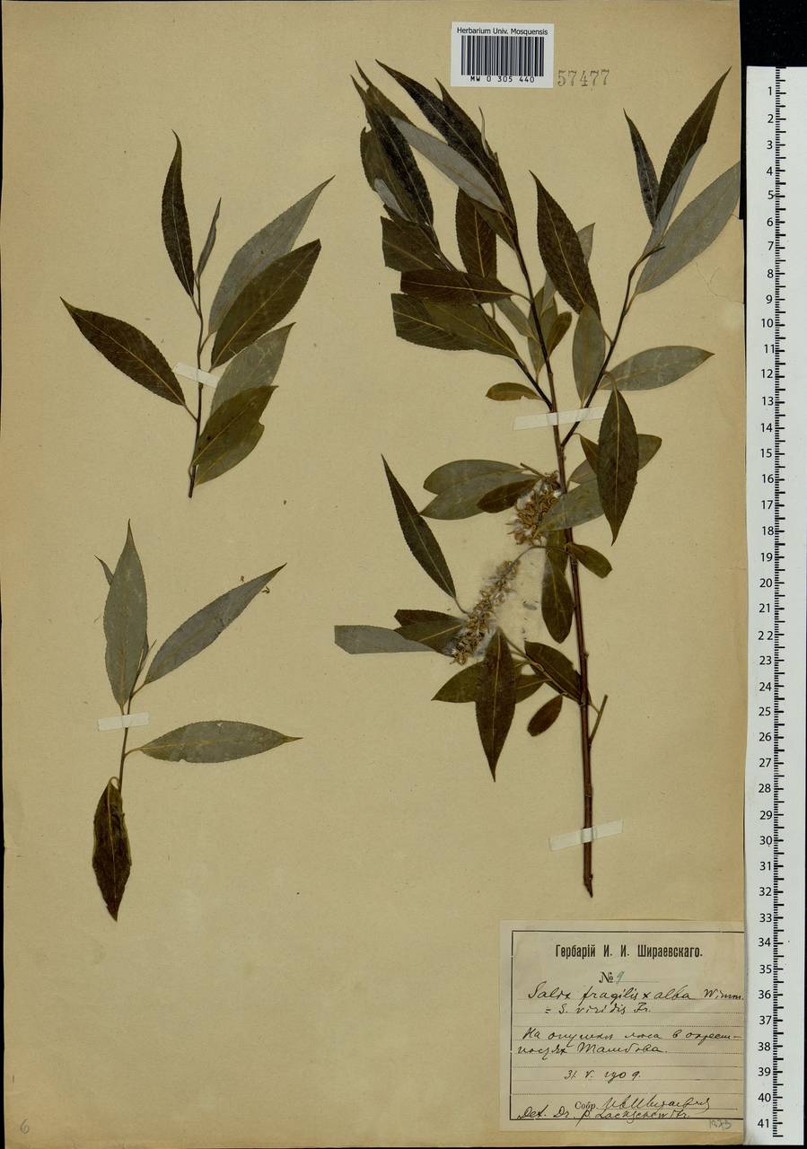 Salix silesiaca Willd., Eastern Europe, Central forest-and-steppe region (E6) (Russia)