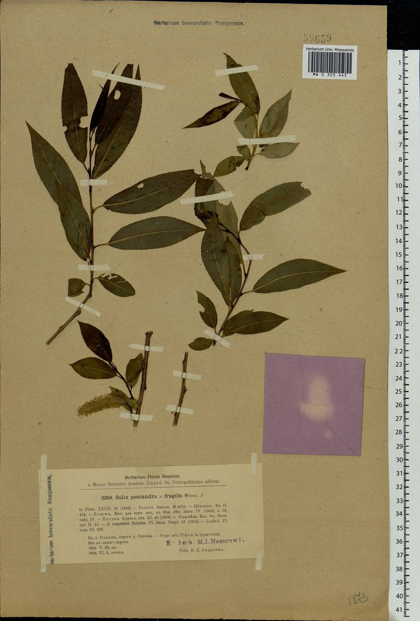 Salix ×meyeriana Rostk. ex Willd., Eastern Europe, North-Western region (E2) (Russia)