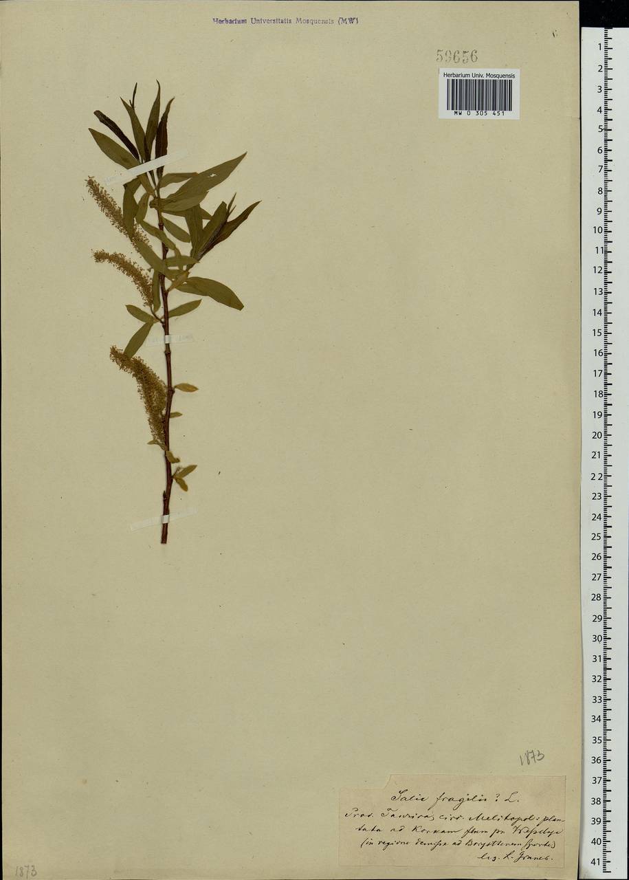 Salix fragilis × triandra × glaucophylla, Eastern Europe, South Ukrainian region (E12) (Ukraine)