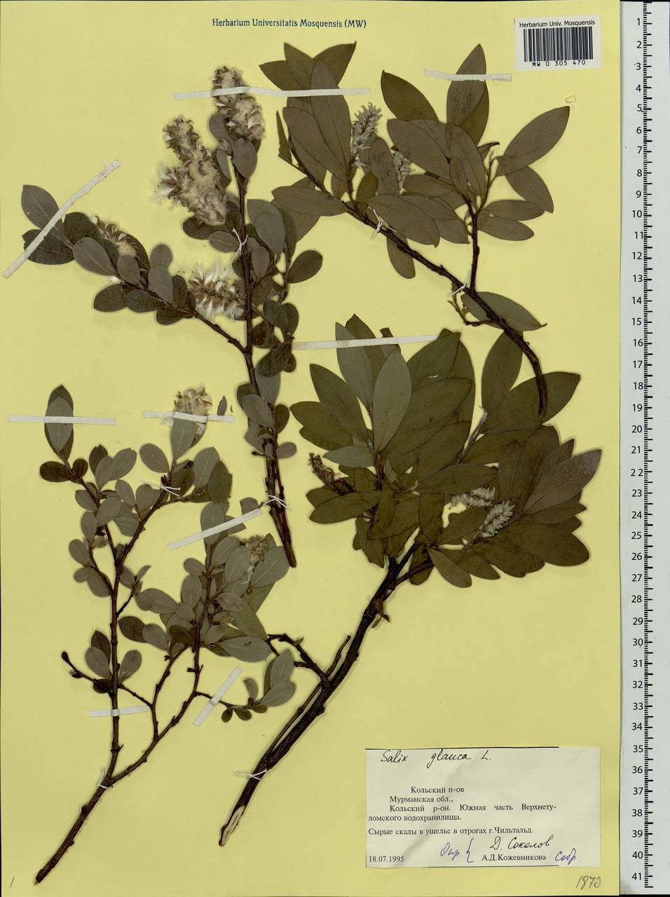 Salix glauca L., Eastern Europe, Northern region (E1) (Russia)