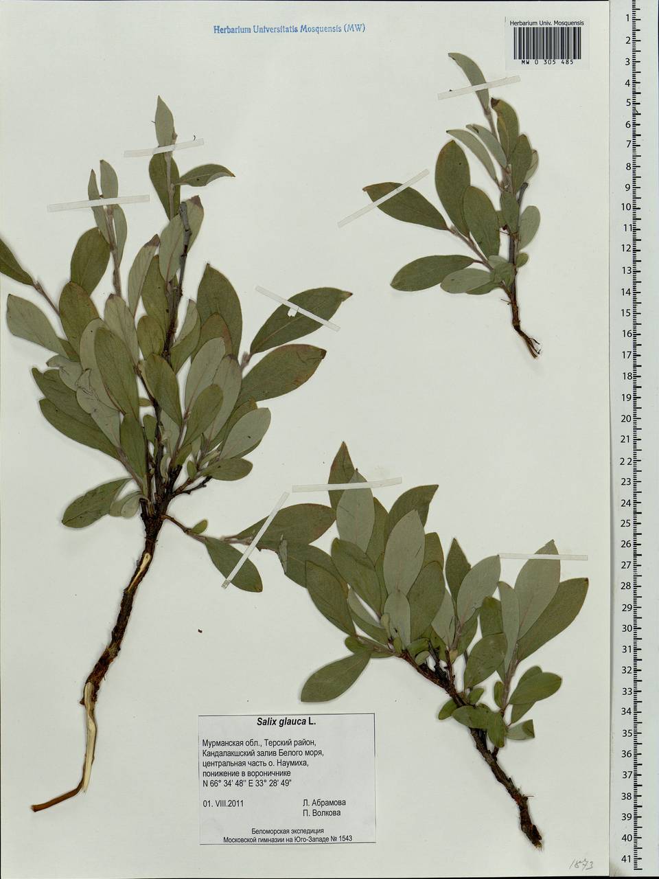 Salix glauca L., Eastern Europe, Northern region (E1) (Russia)