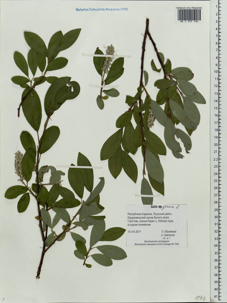 Salix glauca L., Eastern Europe, Northern region (E1) (Russia)