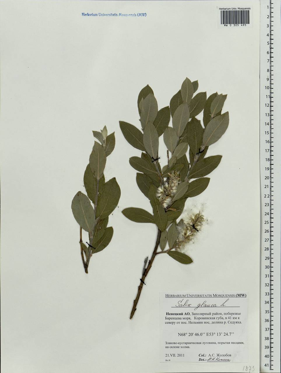 Salix glauca L., Eastern Europe, Northern region (E1) (Russia)