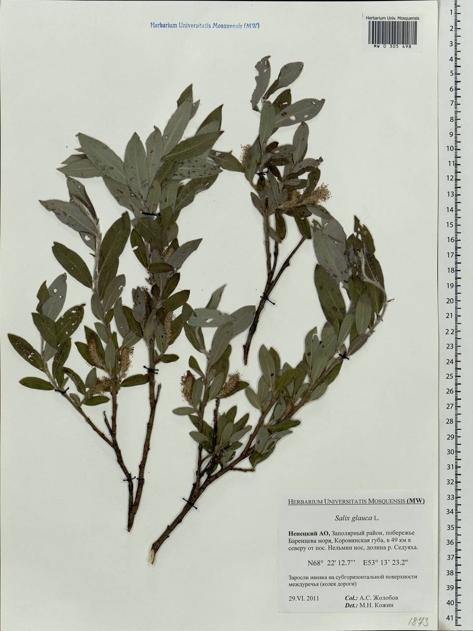 Salix glauca L., Eastern Europe, Northern region (E1) (Russia)