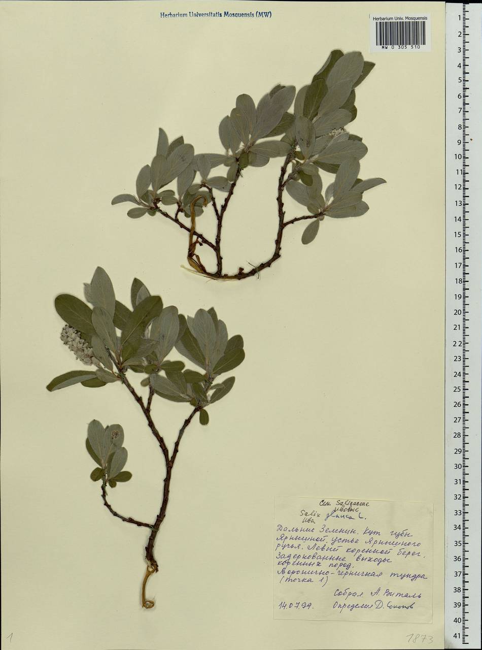 Salix glauca L., Eastern Europe, Northern region (E1) (Russia)