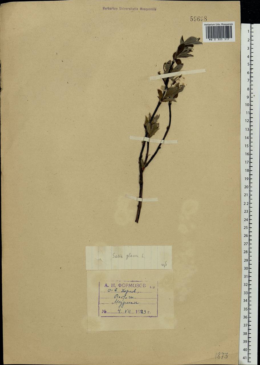 Salix glauca L., Eastern Europe, Northern region (E1) (Russia)