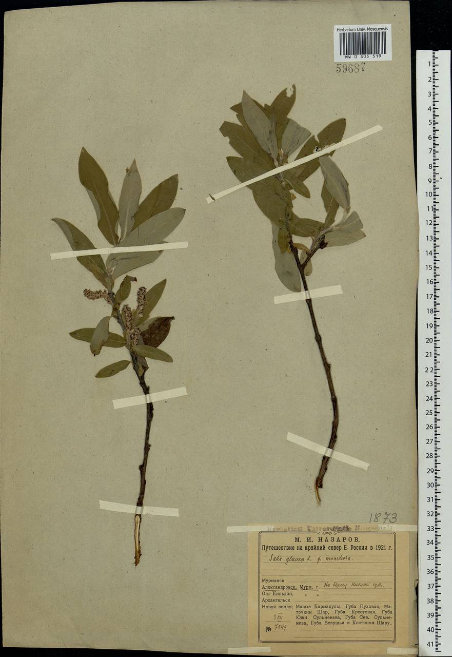 Salix glauca L., Eastern Europe, Northern region (E1) (Russia)