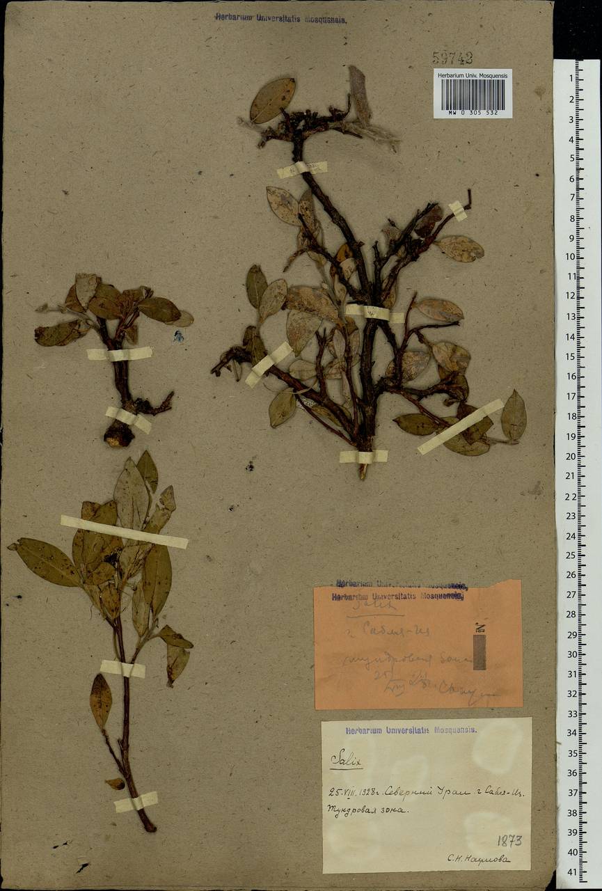 Salix glauca L., Eastern Europe, Northern region (E1) (Russia)