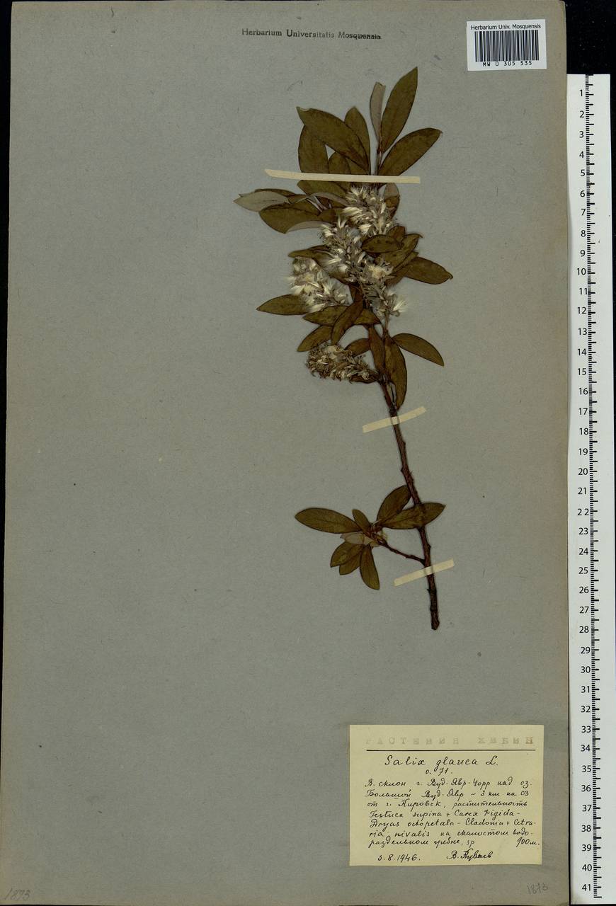 Salix glauca L., Eastern Europe, Northern region (E1) (Russia)