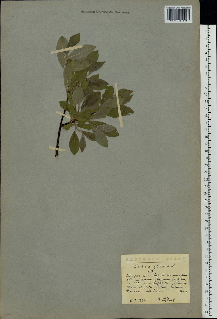 Salix glauca L., Eastern Europe, Northern region (E1) (Russia)