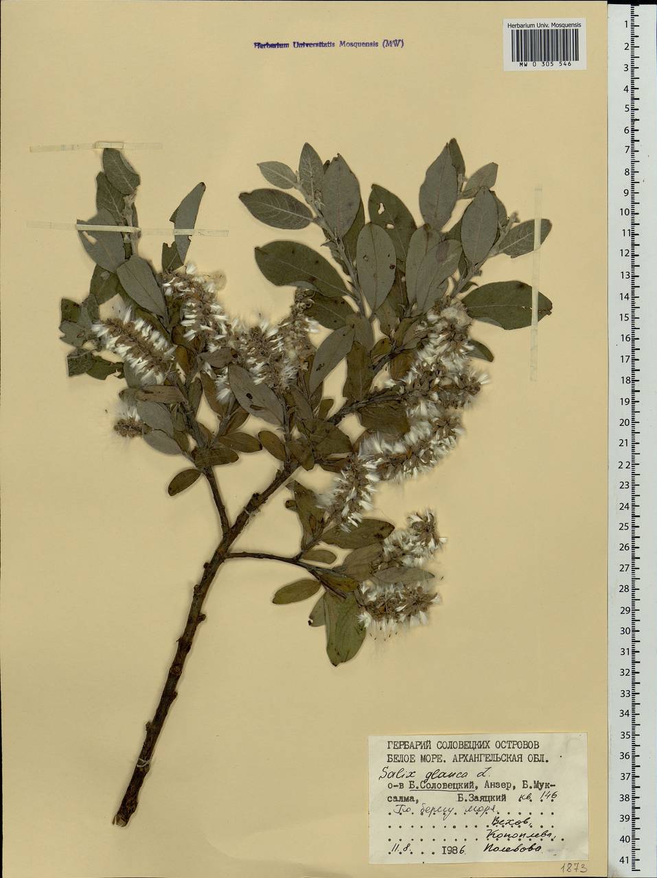 Salix glauca L., Eastern Europe, Northern region (E1) (Russia)