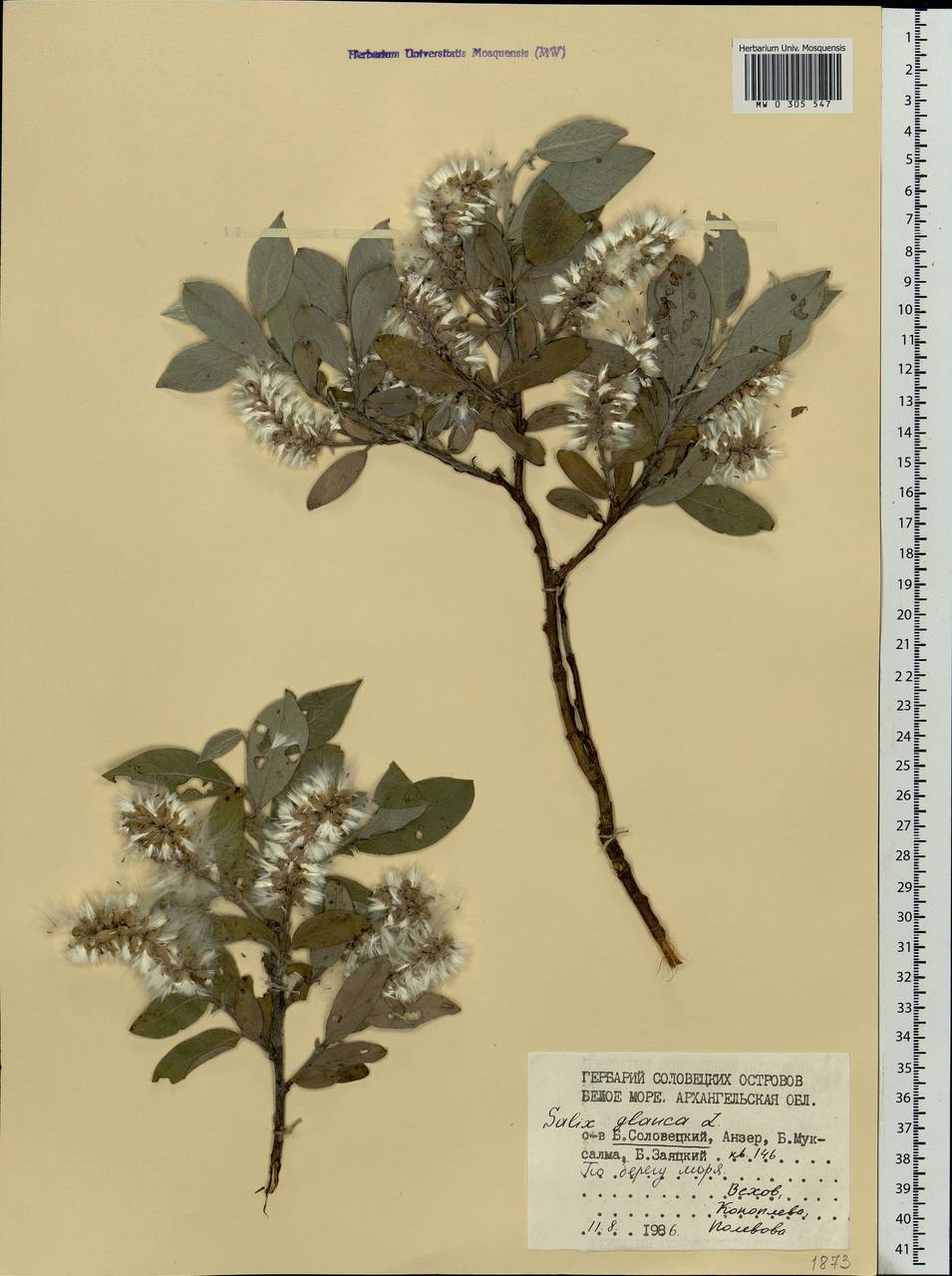 Salix glauca L., Eastern Europe, Northern region (E1) (Russia)