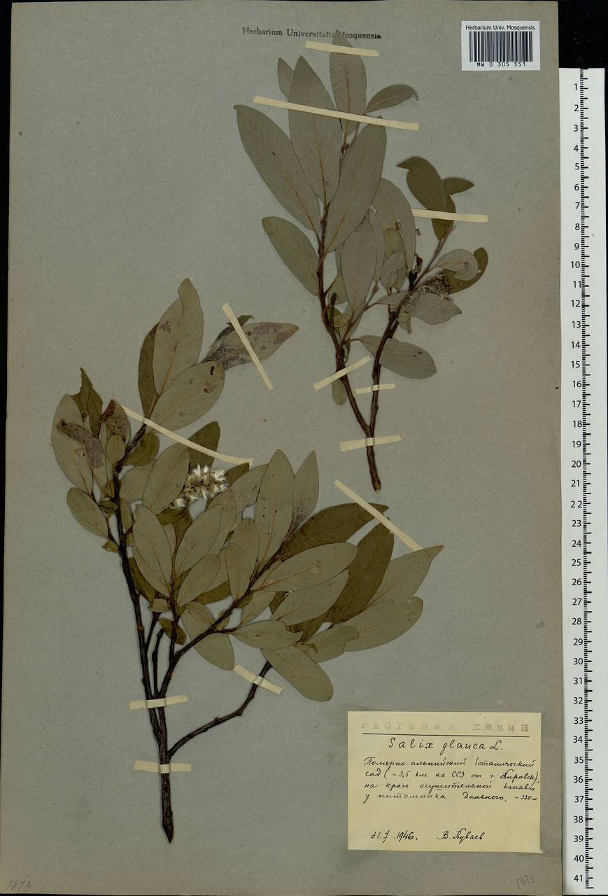 Salix glauca L., Eastern Europe, Northern region (E1) (Russia)