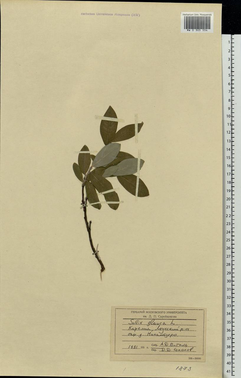 Salix glauca L., Eastern Europe, Northern region (E1) (Russia)