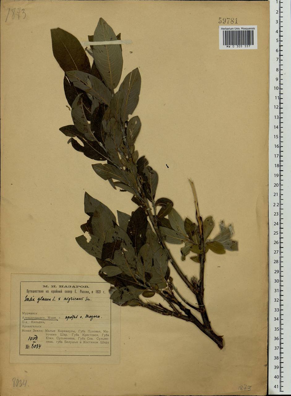 Salix glauca L., Eastern Europe, Northern region (E1) (Russia)
