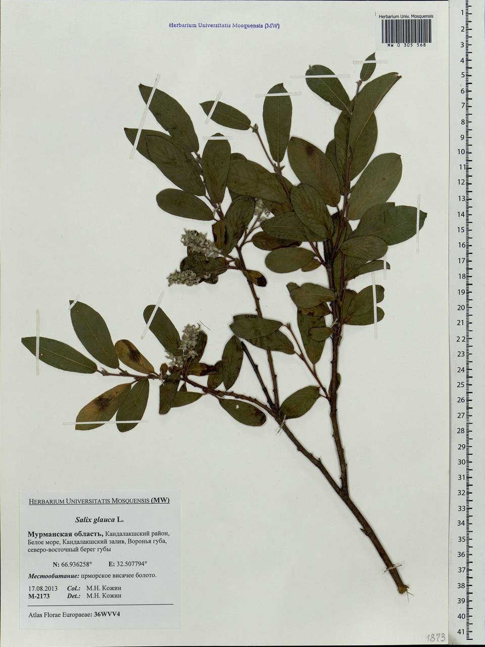 Salix glauca L., Eastern Europe, Northern region (E1) (Russia)
