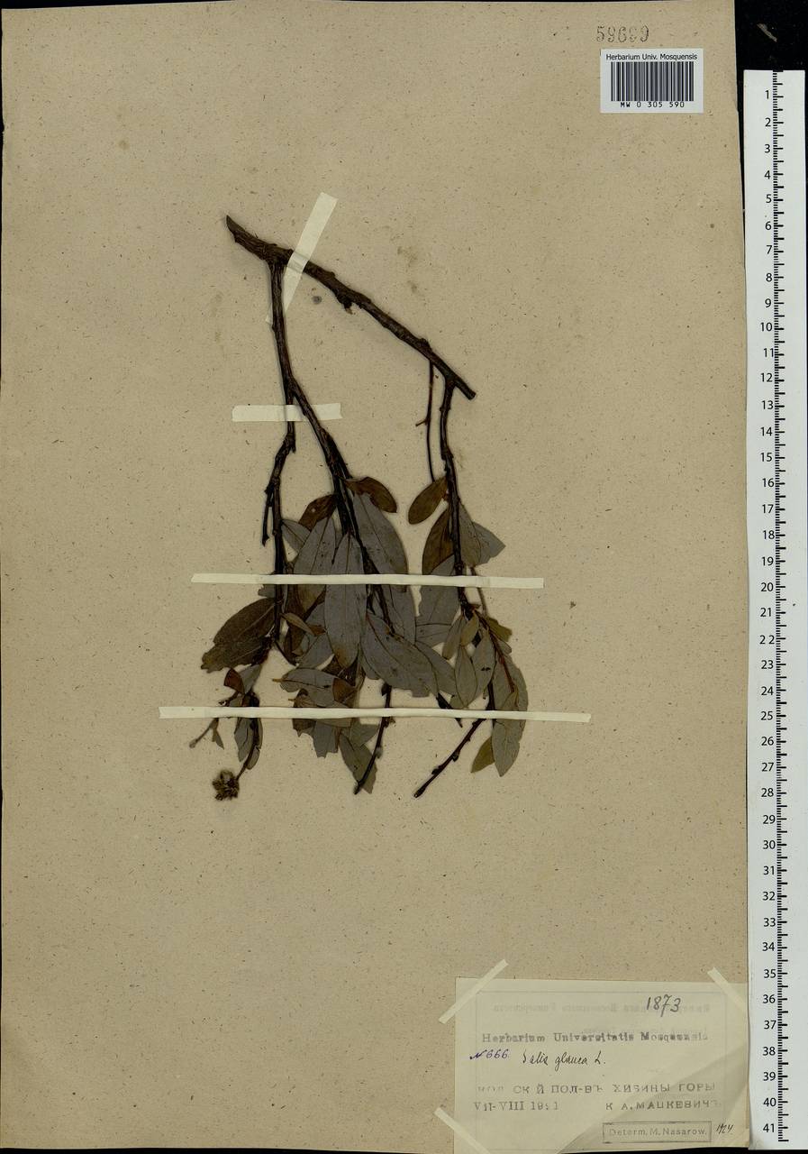 Salix glauca L., Eastern Europe, Northern region (E1) (Russia)