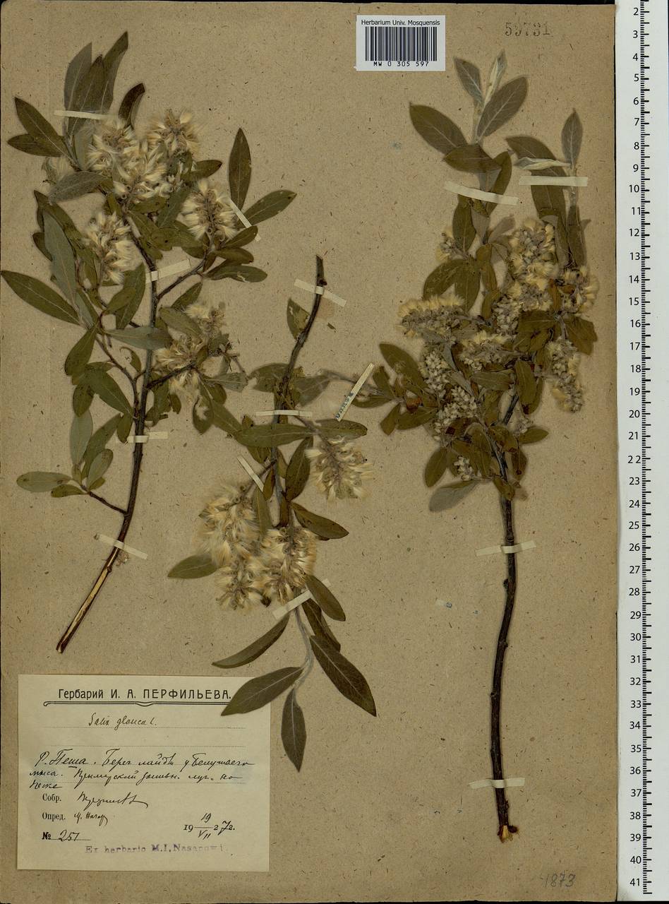 Salix glauca L., Eastern Europe, Northern region (E1) (Russia)