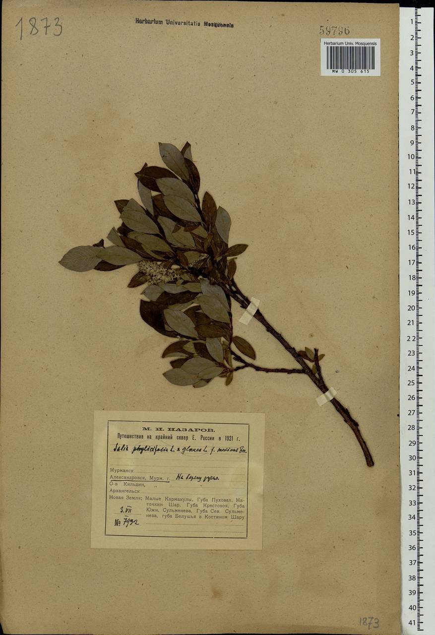 Salix glauca L., Eastern Europe, Northern region (E1) (Russia)