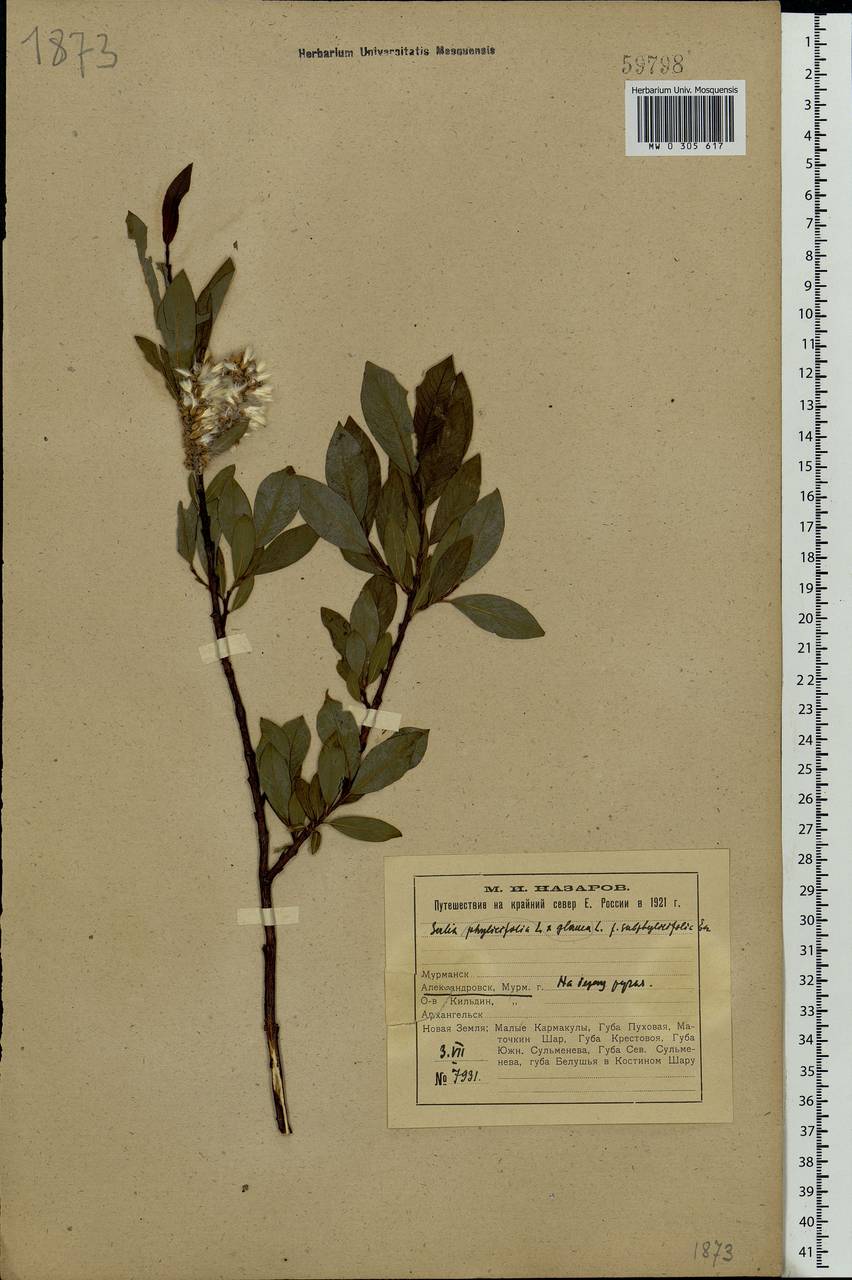 Salix glauca L., Eastern Europe, Northern region (E1) (Russia)