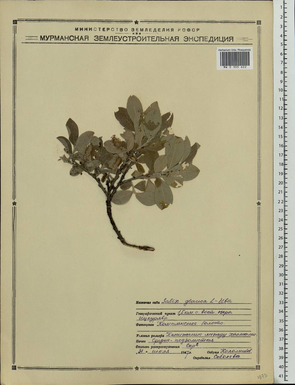 Salix glauca L., Eastern Europe, Northern region (E1) (Russia)