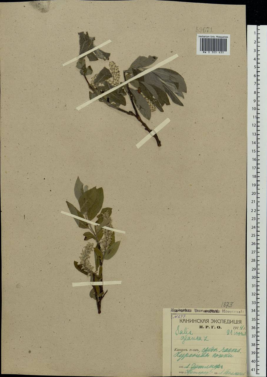 Salix glauca L., Eastern Europe, Northern region (E1) (Russia)