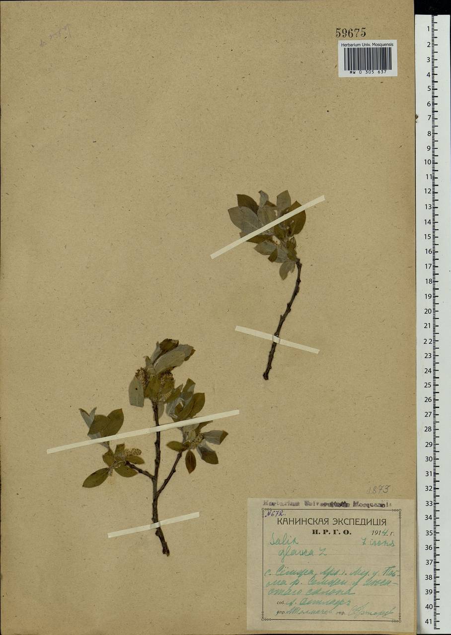 Salix glauca L., Eastern Europe, Northern region (E1) (Russia)