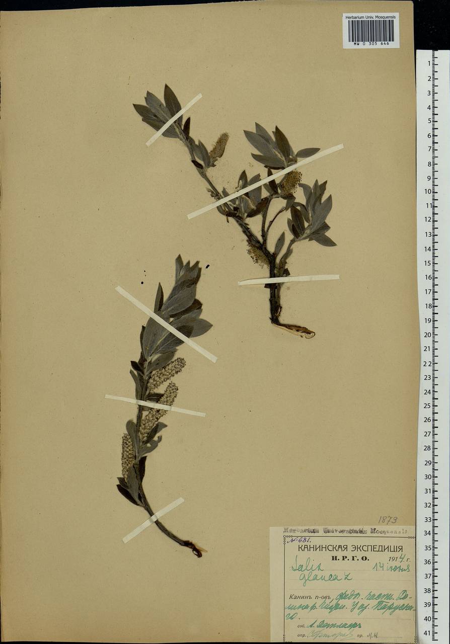Salix glauca L., Eastern Europe, Northern region (E1) (Russia)