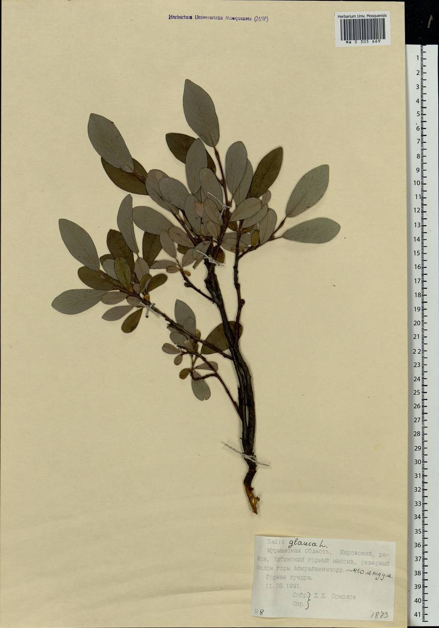 Salix glauca L., Eastern Europe, Northern region (E1) (Russia)