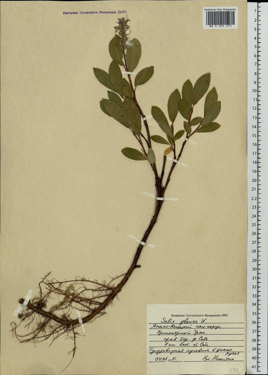 Salix glauca L., Siberia, Western Siberia (S1) (Russia)