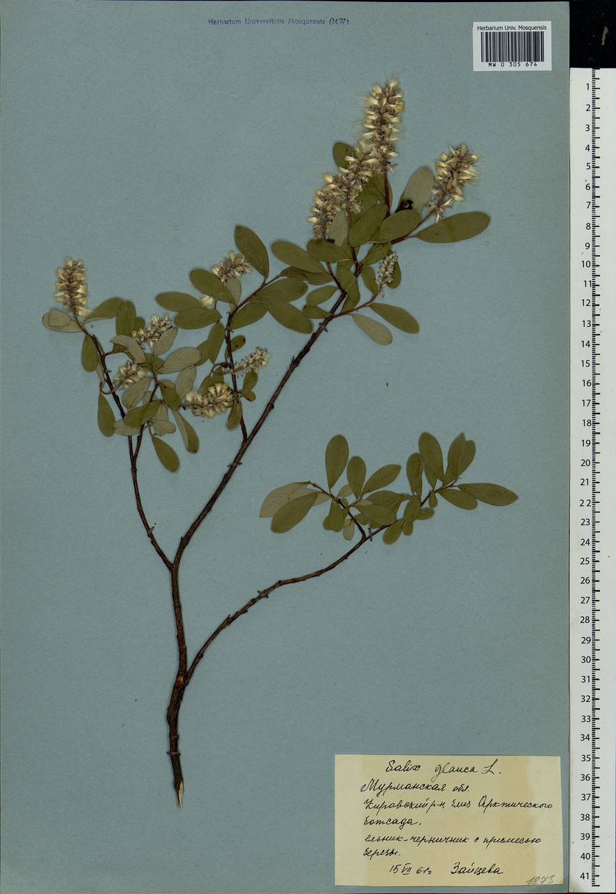 Salix glauca L., Eastern Europe, Northern region (E1) (Russia)