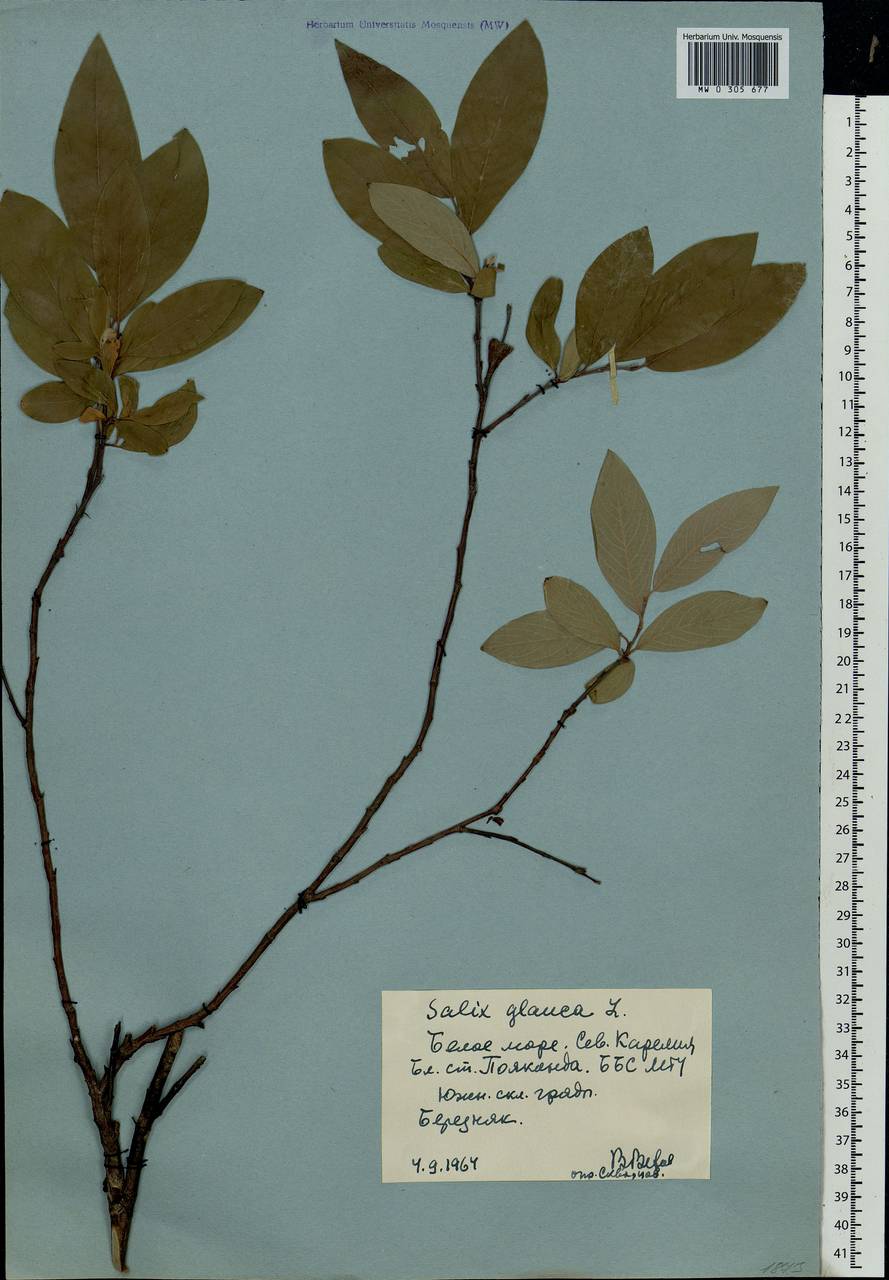 Salix glauca L., Eastern Europe, Northern region (E1) (Russia)