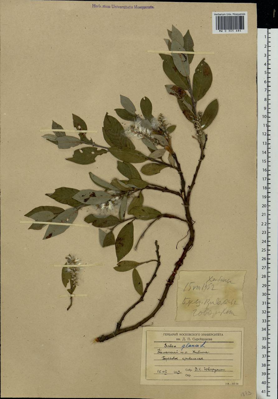 Salix glauca L., Eastern Europe, Northern region (E1) (Russia)