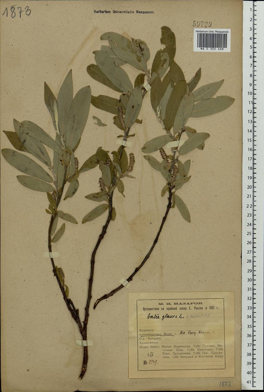 Salix glauca L., Eastern Europe, Northern region (E1) (Russia)
