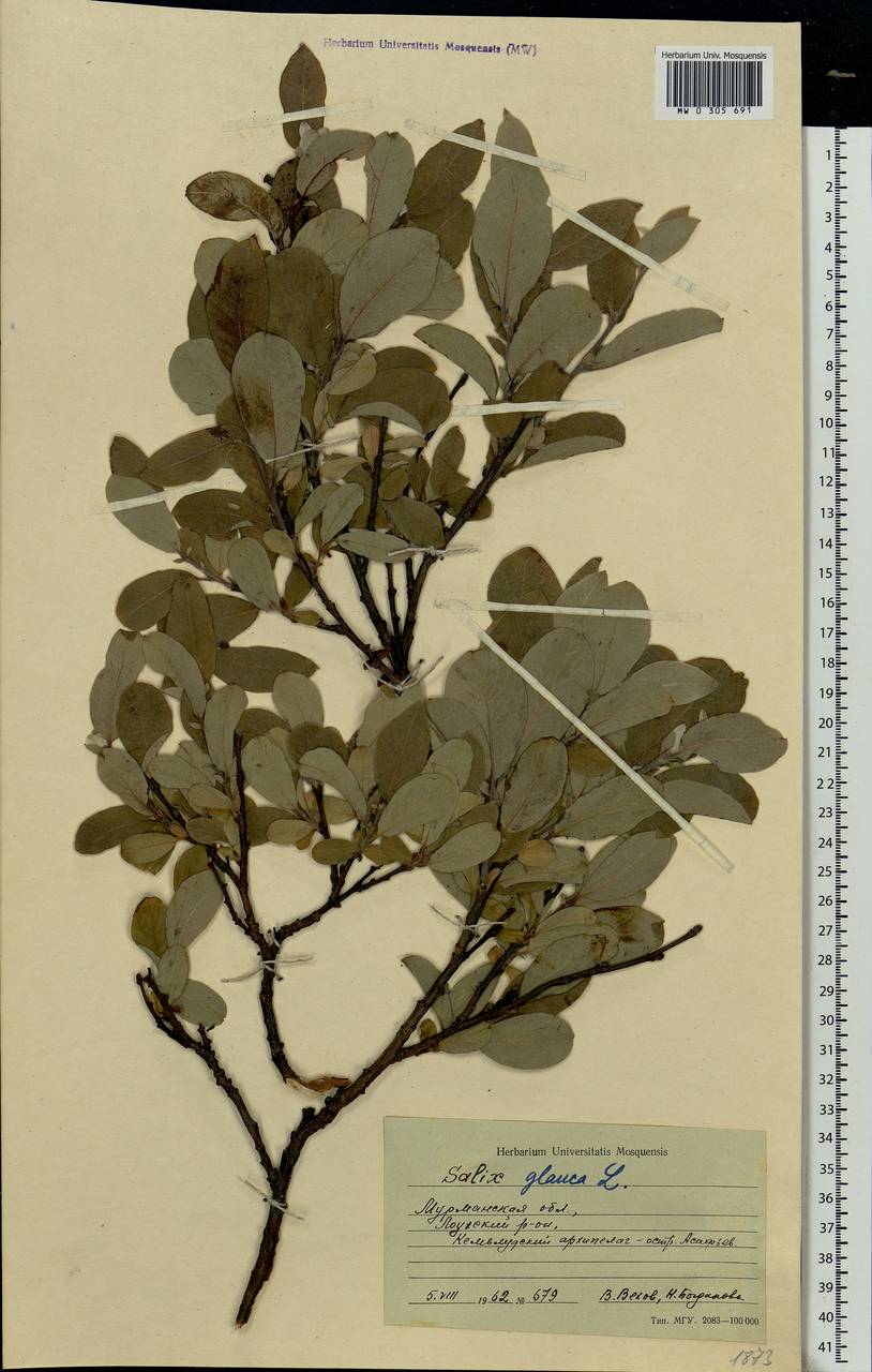 Salix glauca L., Eastern Europe, Northern region (E1) (Russia)