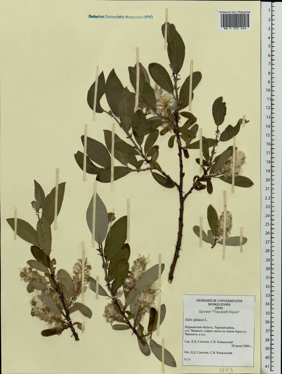 Salix glauca L., Eastern Europe, Northern region (E1) (Russia)