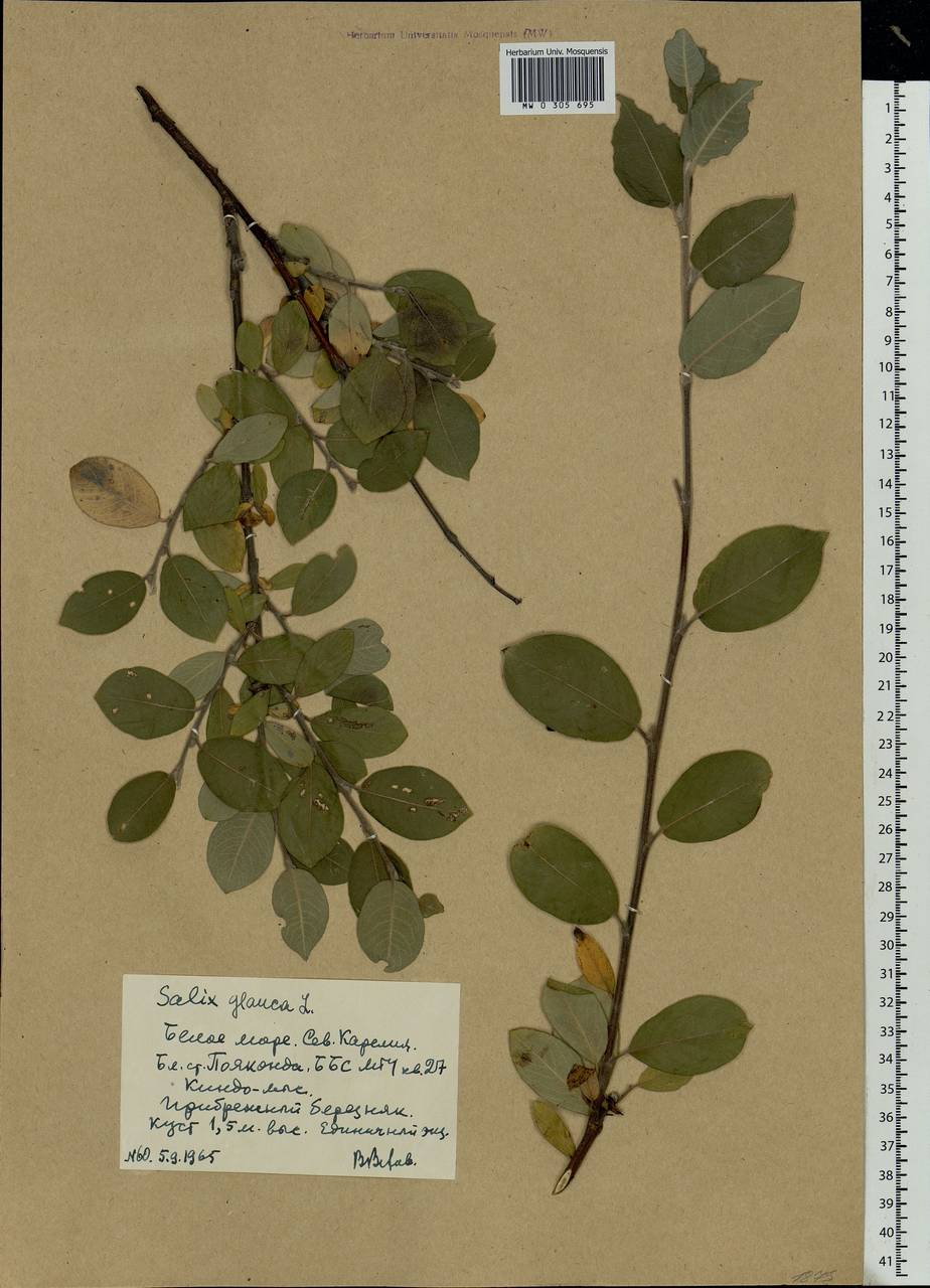 Salix glauca L., Eastern Europe, Northern region (E1) (Russia)