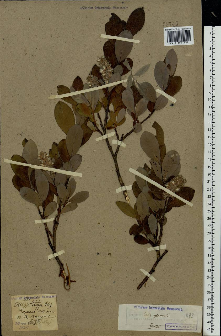 Salix glauca L., Eastern Europe, Northern region (E1) (Russia)