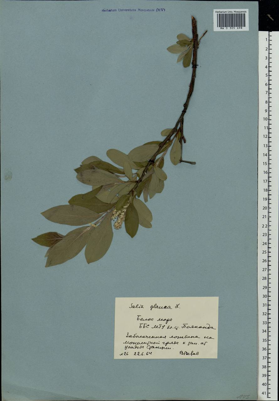 Salix glauca L., Eastern Europe, Northern region (E1) (Russia)