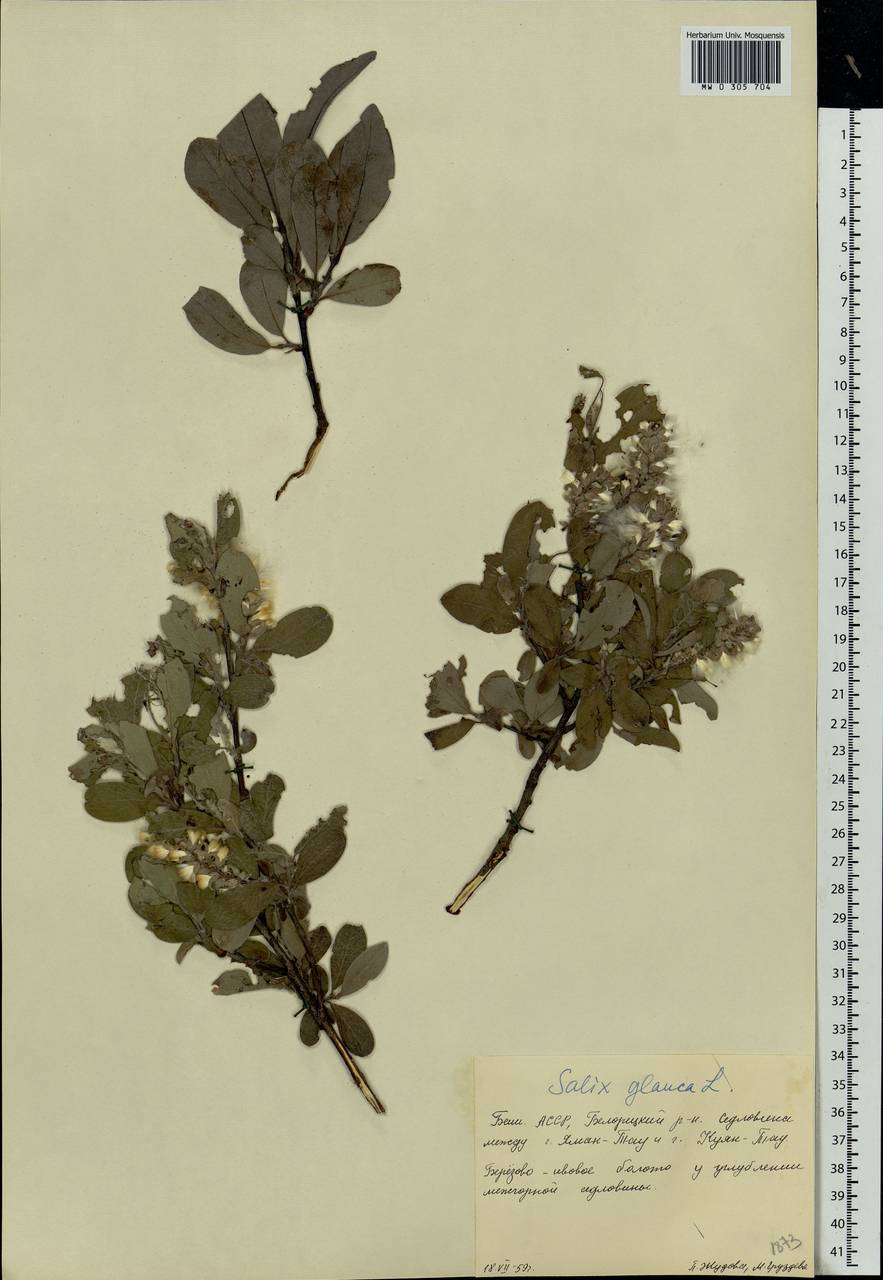 Salix glauca L., Eastern Europe, Eastern region (E10) (Russia)