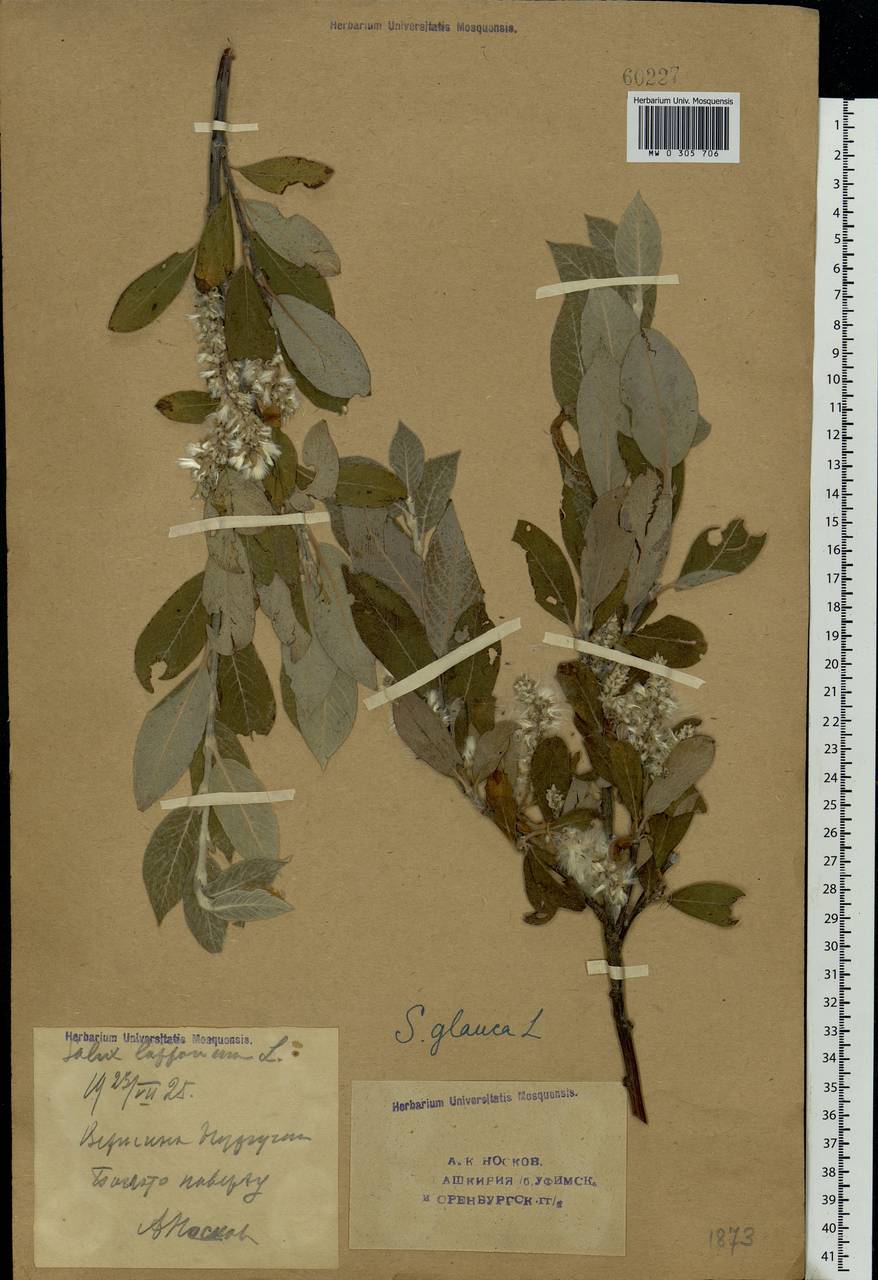 Salix glauca L., Eastern Europe, Eastern region (E10) (Russia)
