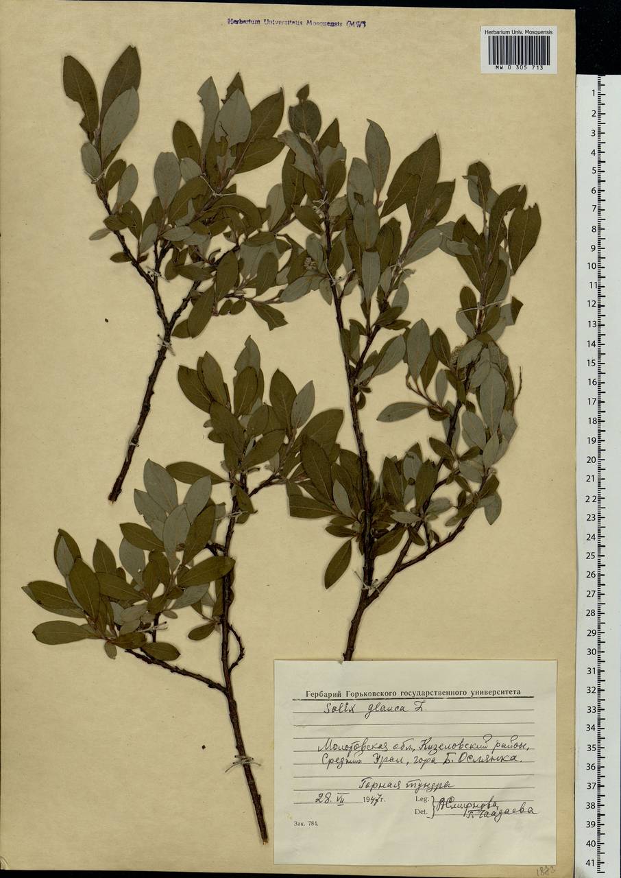 Salix glauca L., Eastern Europe, Eastern region (E10) (Russia)