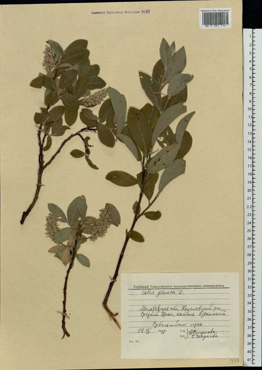 Salix glauca L., Eastern Europe, Eastern region (E10) (Russia)