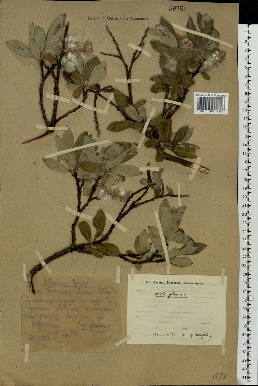 Salix glauca L., Eastern Europe, Eastern region (E10) (Russia)