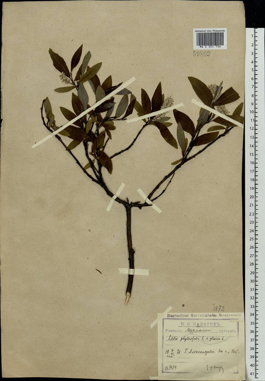 Salix glauca × phylicifolia, Eastern Europe, Northern region (E1) (Russia)