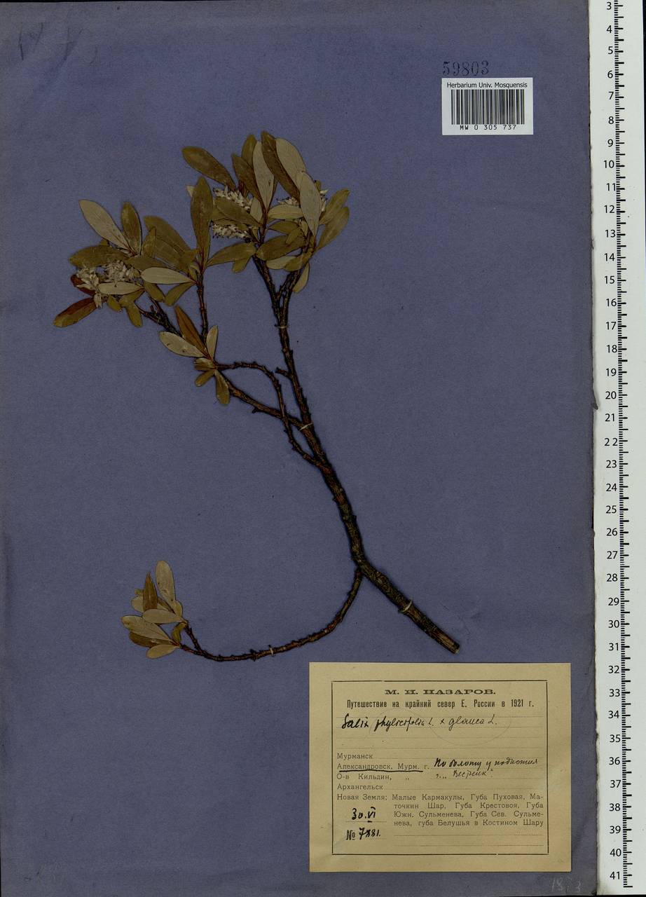 Salix glauca × phylicifolia, Eastern Europe, Northern region (E1) (Russia)