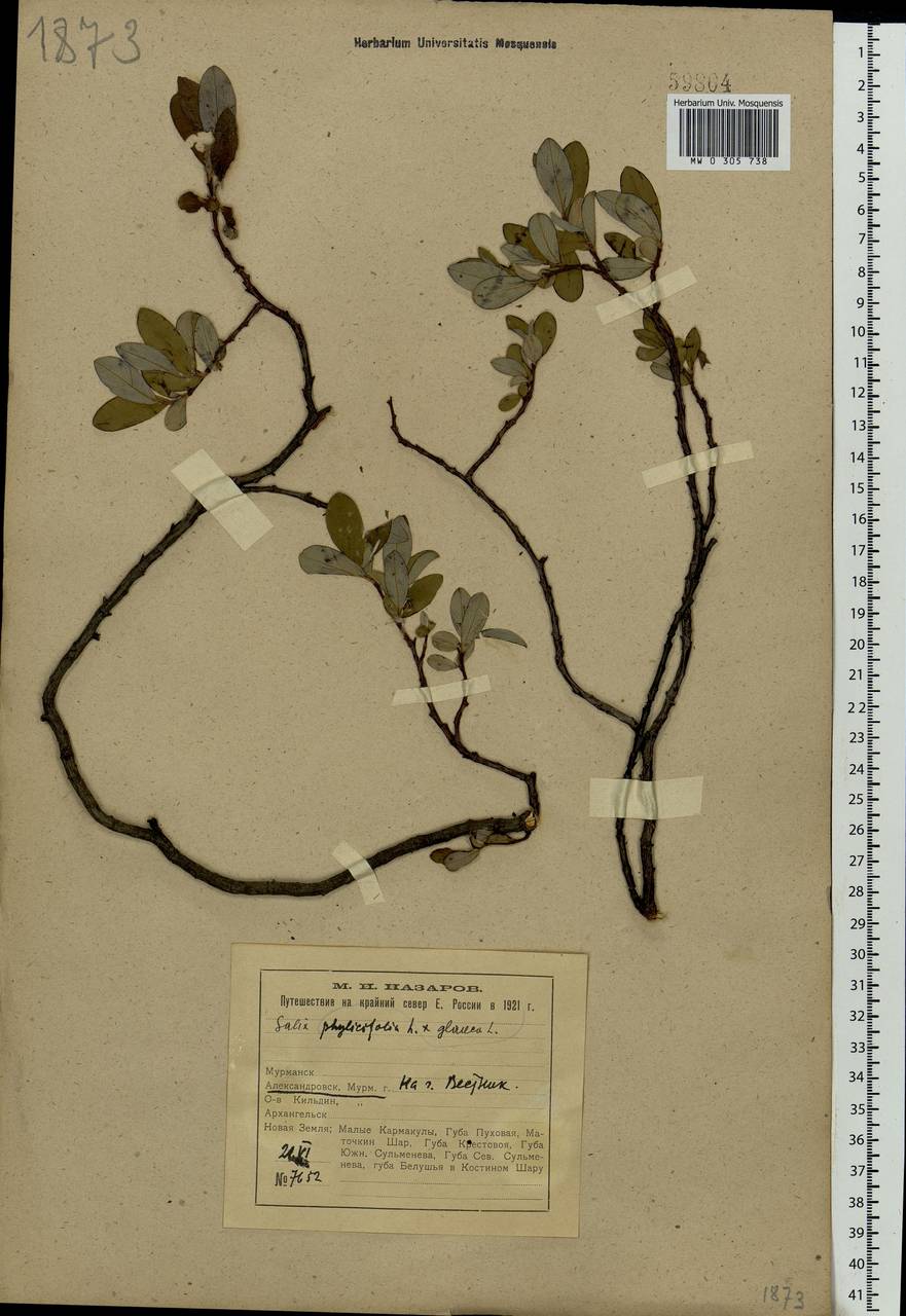 Salix glauca × phylicifolia, Eastern Europe, Northern region (E1) (Russia)