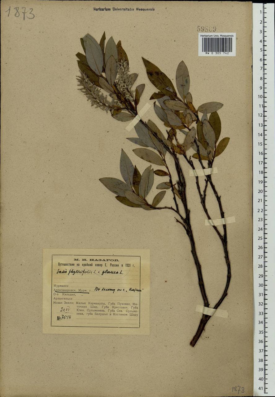 Salix glauca × phylicifolia, Eastern Europe, Northern region (E1) (Russia)