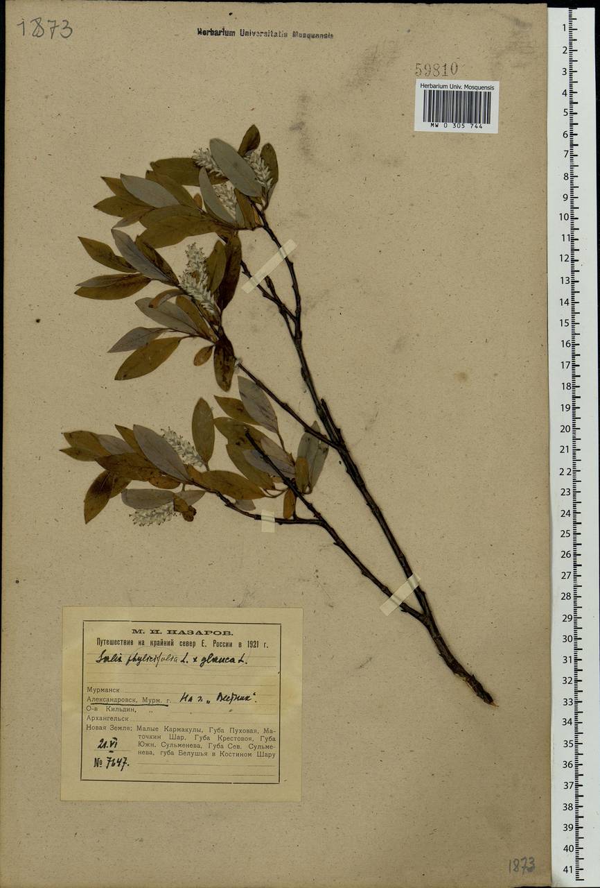 Salix glauca × phylicifolia, Eastern Europe, Northern region (E1) (Russia)